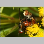 Gymnosoma sp - Raupenfliege 26d 6mm Sandgrube Niedringhaussee.jpg